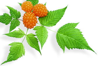 salmon berries